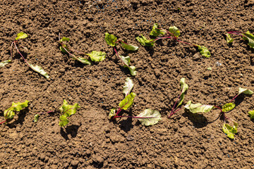Rote Bete setzlinge im Garten