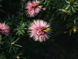 Bottlebrush flower