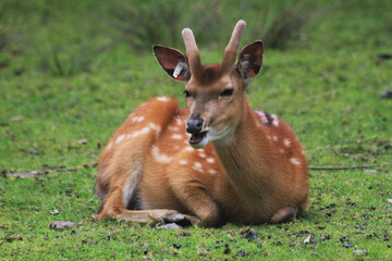 wild deer (dama mesopotamica)