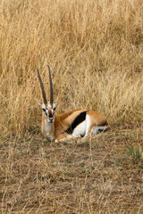 Africa antelope in the savannah