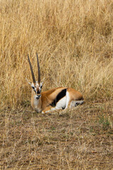 Africa antelope in the Serengeti