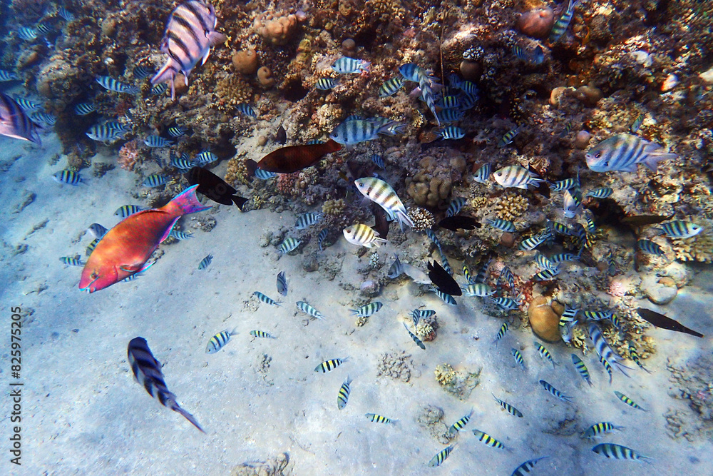 Wall mural marine life in the red sea egypt