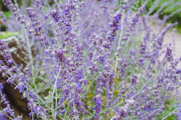 lavendel in der landschaft 