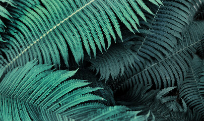 Beautiful background of ferns green foliage leaves. Dense thickets of growing ferns in forest....