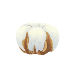 Dried cotton flower closeup isolated on white background. Hand drawn watercolor botanical illustration. For design, cards, invitations, congratulations, packaging, print, fabric, advertising.