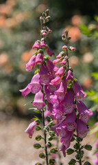 Digitalis purpurea, foxglove or common foxglove, a species of ornamental plant with pink flowers in...