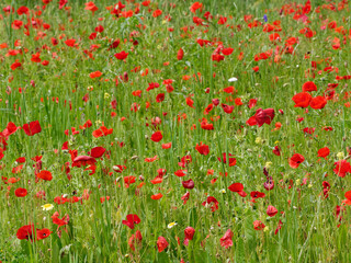 Field of red poppies