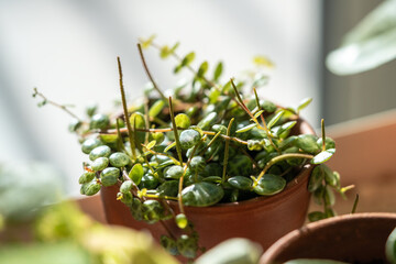 Closeup of Peperomia Prostrata (string of turtles) houseplant in terracotta flower pot at home. Trendy unpretentious plant concept. Selective soft focus, shallow depth of field
