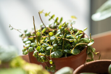 Closeup of Peperomia Prostrata (string of turtles) houseplant in terracotta flower pot at home....