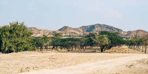 Arid Tranquility: Desert Landscape and Mountain Backdrop