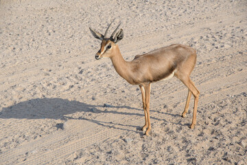 Graceful Gazelle on Arid Terrain