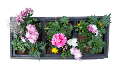 Topview of window flower box that has varities of flower like Dahlia, hydrangea, marigold, Primrose...