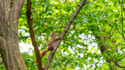 A squirrel in a green forest