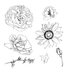 Vector illustration set of roses flowers and leaves, hand draw