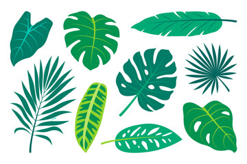 Collection of hand drawn tropical leaves. Exotic leaves set in minimalistic flat style. Vector elements isolated on a white background.