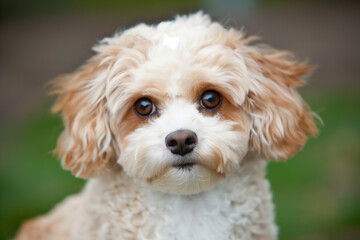 An adorable dog is captured looking up at the camera with wide, expressive eyes full of curiosity and affection. The background is softly blurred.