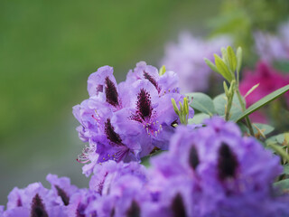 Pink, lila Rhododendron blüht im Park