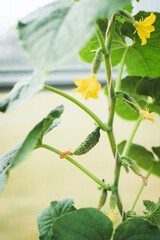 Young small green cucumbers hanging on a plant in a greenhouse. Growing organic vegetables in the...