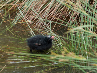 Poussin poule d'eau sur l'étang