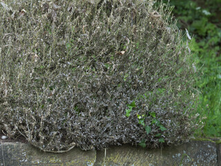 Buchsbaum Busch vom Buchsbaumzünsler (Cydalima perspectalis)  zerfressen