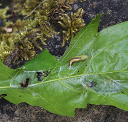 Buchsbaum Busch vom Buchsbaumzünsler (Cydalima perspectalis)  zerfressen, Rauben auf  Blatt