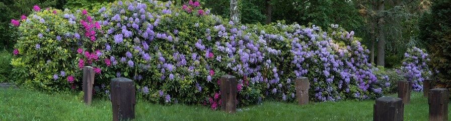 Panoramafoto von blühenden Rhododendron im Park, im Mai