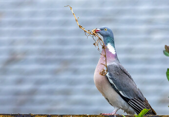 Pigeon with a branch in its beak to build a nest