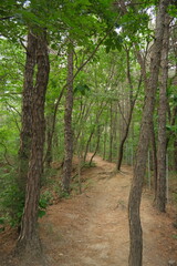 대한민국 산의 봄의 울창한 숲속의 나무와 식물들이 만연한 등산로를 경험할 수 있는 공원 산책길 배경화면