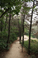 Fototapeta premium 대한민국 산의 봄의 울창한 숲속의 나무와 식물들이 만연한 등산로를 경험할 수 있는 공원 산책길 배경화면