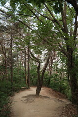 대한민국 산의 봄의 울창한 숲속의 나무와 식물들이 만연한 등산로를...