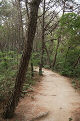 대한민국 산의 봄의 울창한 숲속의 나무와 식물들이 만연한 등산로를 경험할 수 있는 공원 산책길 배경화면