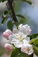 Close up white apple blossom on tree
