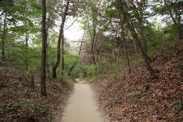 대한민국 산의 봄의 울창한 숲속의 나무와 식물들이 만연한 등산로를...
