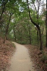 Obraz premium 대한민국 산의 봄의 울창한 숲속의 나무와 식물들이 만연한 등산로를 경험할 수 있는 공원 산책길 배경화면