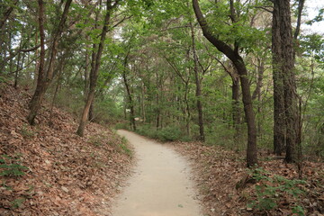 대한민국 산의 봄의 울창한 숲속의 나무와 식물들이 만연한 등산로를...
