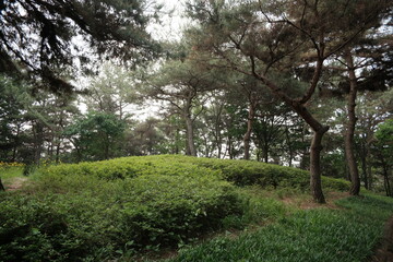 대한민국 산의 봄의 울창한 숲속의 나무와 식물들이 만연한 등산로를 경험할 수 있는 공원 산책길 배경화면