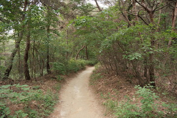 대한민국 산의 봄의 울창한 숲속의 나무와 식물들이 만연한 등산로를 경험할 수 있는 공원 산책길 배경화면