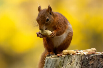 Hungry little scottish red squirrel with a nut