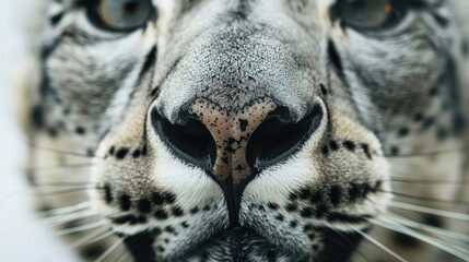 Obraz premium Close up front view of a snow leopard s nose at an outdoor zoo