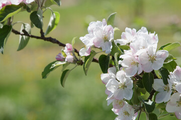 Sprig of white apple blossom on green background