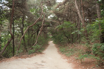 대한민국 산의 봄의 울창한 숲속의 나무와 식물들이 만연한 등산로를 경험할 수 있는 공원 산책길 배경화면