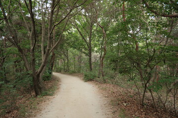 Fototapeta premium 대한민국 산의 봄의 울창한 숲속의 나무와 식물들이 만연한 등산로를 경험할 수 있는 공원 산책길 배경화면