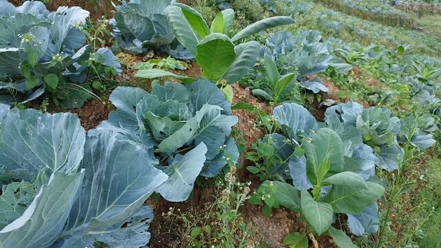 fresh cabbage vegetables in the field