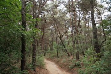 대한민국 산의 봄의 울창한 숲속의 나무와 식물들이 만연한 등산로를 경험할 수 있는 공원 산책길 배경화면