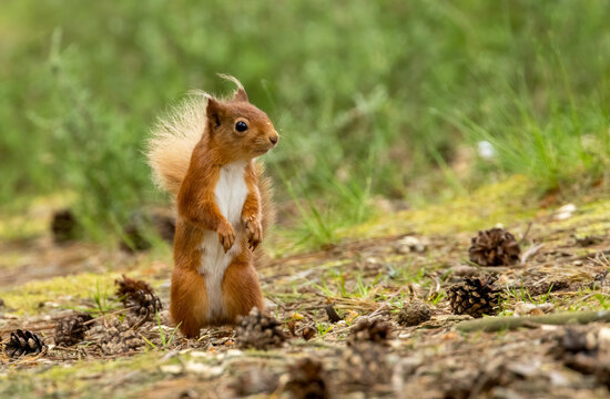 Curious little red squirrel in the woodland 