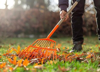 Close-up of a man raking autumn leaves with an orange plastic garden rake in a park on a sunny day against a background of green grass