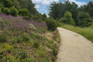 landscape, view, nature, spring, green, spain, flora, plants, be