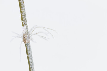 Frozen icy stalk of green bamboo grass on white snow winter background