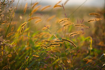 熊本の阿蘇で出会った秋のトワイライトの風景