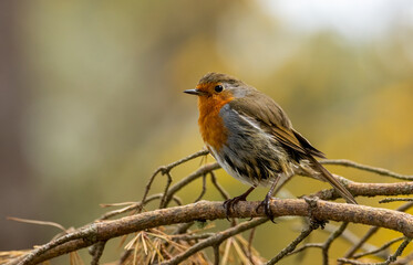 Juvenile robin redbreast perched on a branch with natural background